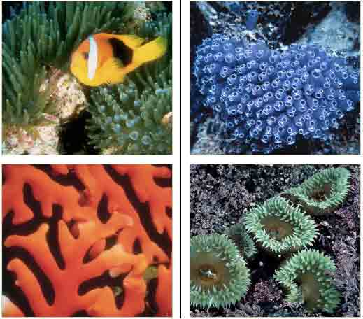 17 coral reef