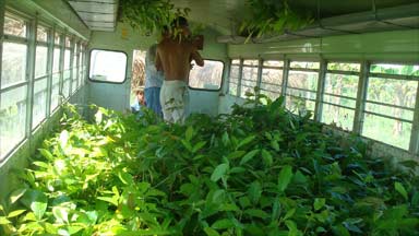 Bus load of seedlings