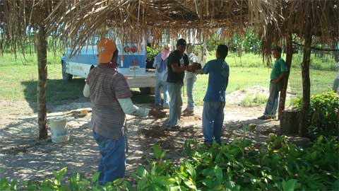unloading seedlings