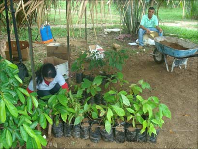 Caring for seedlings
